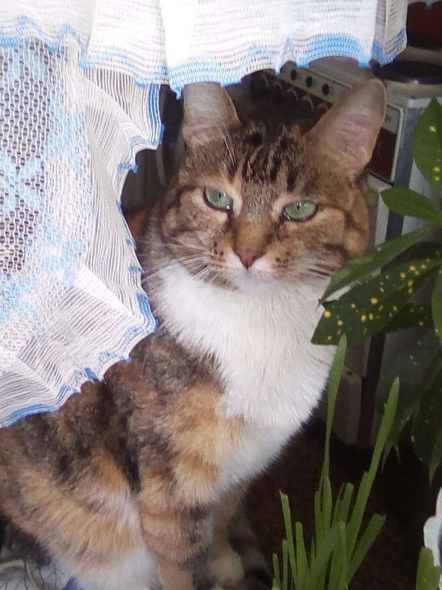 Котофеев пост