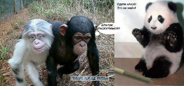 Фотожаба: Панда спалился!