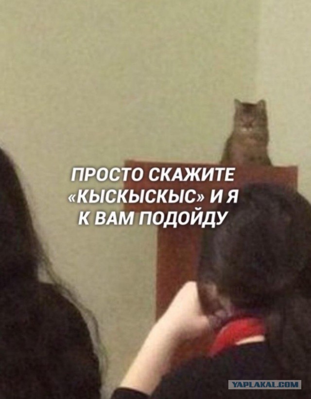 Фотки и картинки: юморные и красивые, забавные и милые 21.09.20