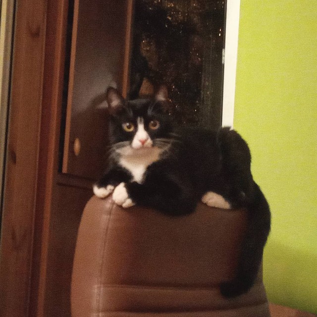 Котовторник 13.10.2020