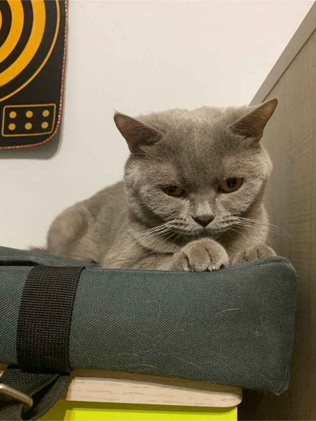 Котовторник же!