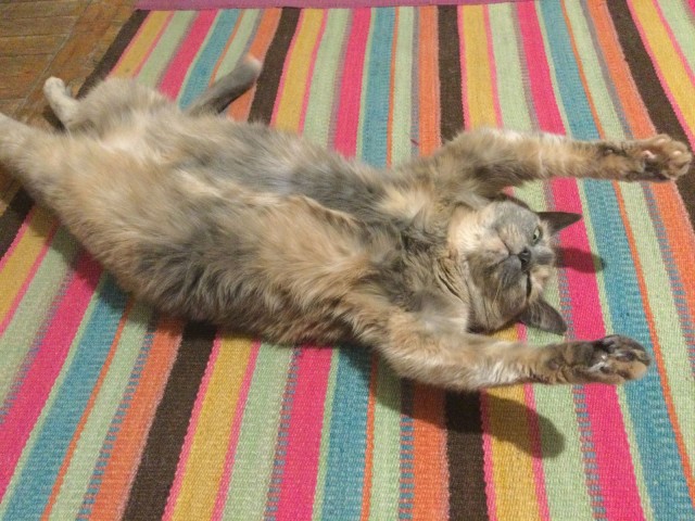 С котовторником!