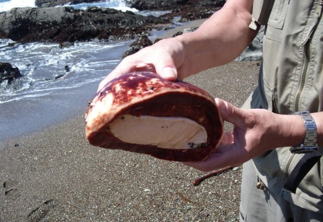 Криптохитон Стеллера: Здоровый «кусок мяса» ползает по пляжу. Кто это на самом деле?