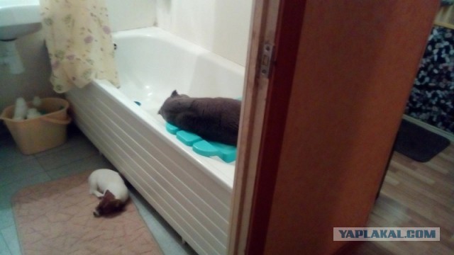 Какое имя дать коту?