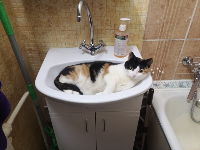 Котовторник. Кошка по имени Овца!