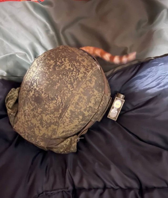 Вторник, сэр кот
