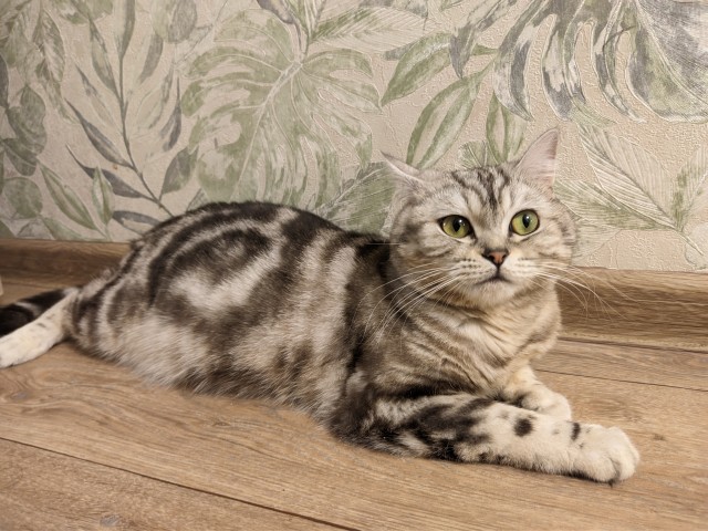 Котовторник, просто Барс
