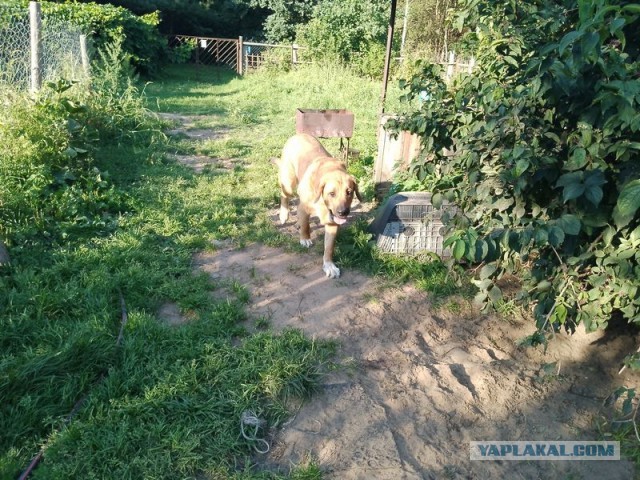 Жизнь домашнего приюта для котеек 458