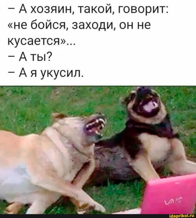 Наглядный пример того, почему нельзя трогать чужих животных