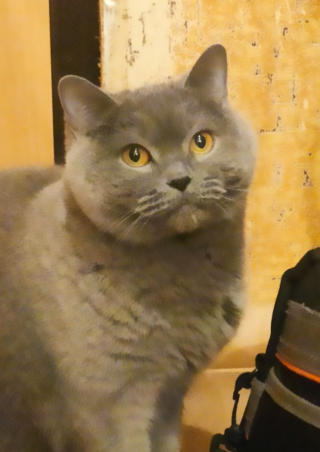 Стадии принятия кота отцом