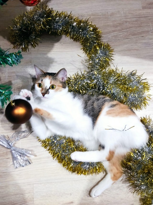 Новогодний кот