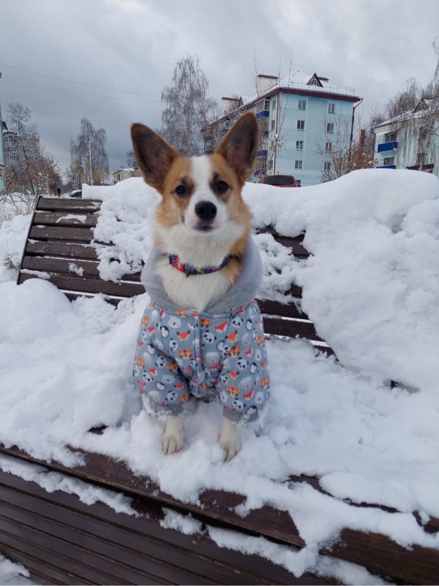 Собакочетверг