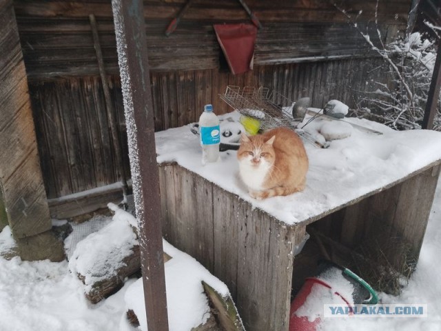 Жизнь домашнего приюта для котеек 479