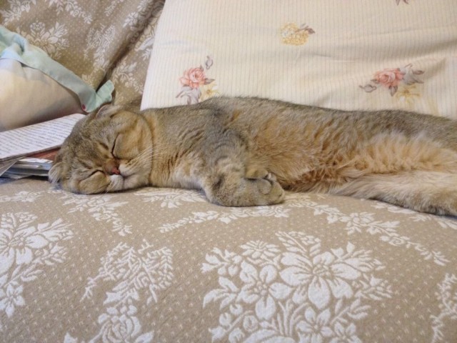 Котовторник, от мала до велика