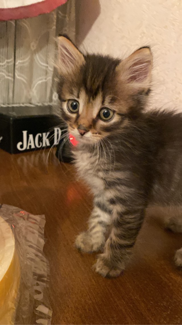 Бандит на ранчо подъехал!