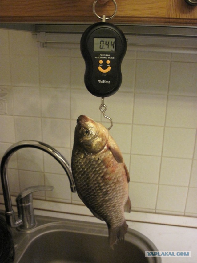 Рыбалка в ближайшем подмосковье