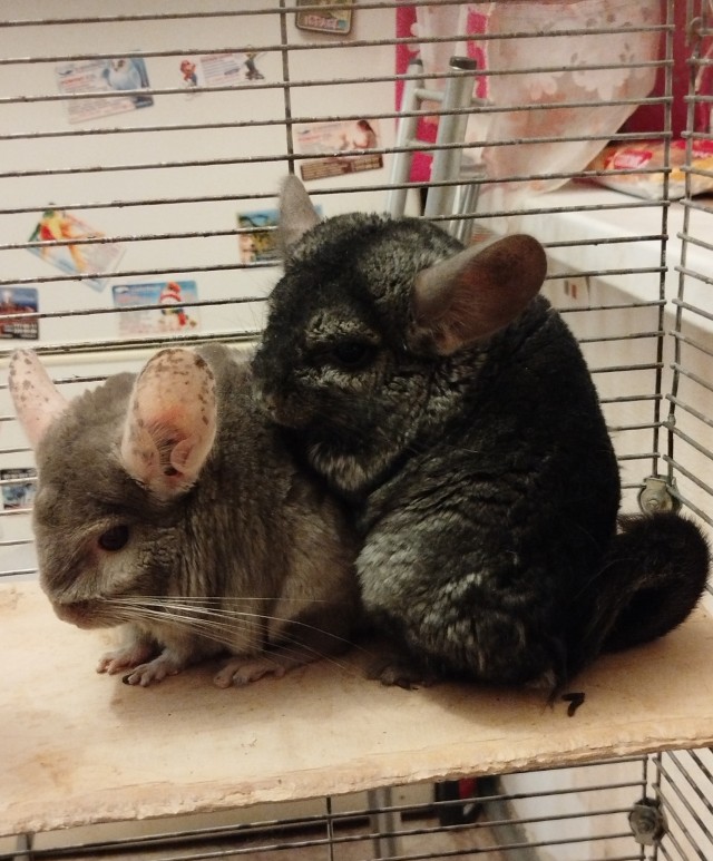 Лояльно отношусь к кошкам.