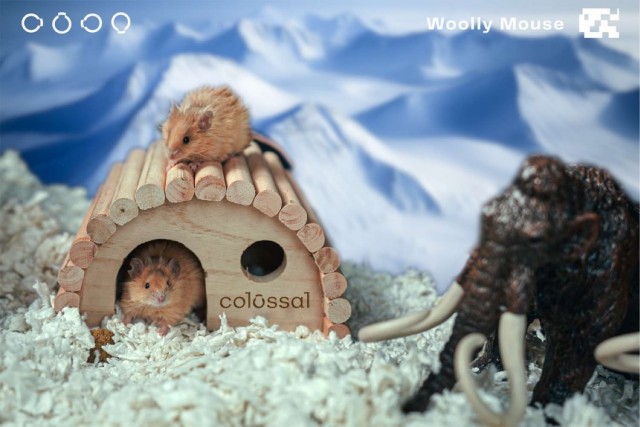 Учёные из США вывели мамонта… из мыши