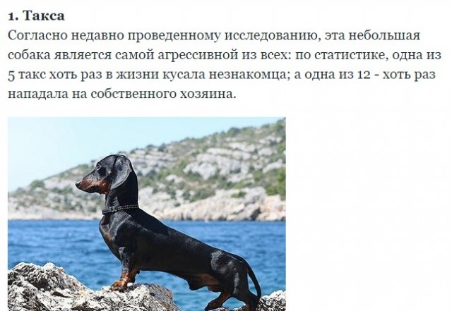 Домашняя такса насмерть загрызла младенца в Томске, пока родители спали.