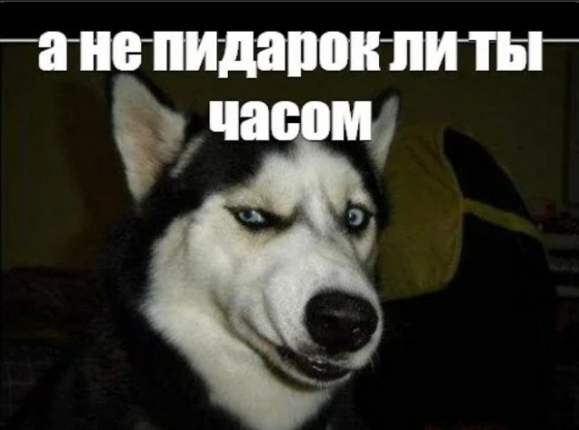 Теперь я тоже не совсем кошатник. С четвергом