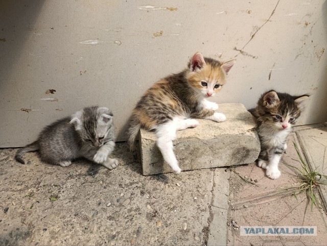 Выкинули котят г.Ессентуки