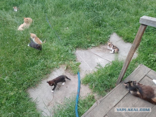 Жизнь домашнего приюта для котеек 549