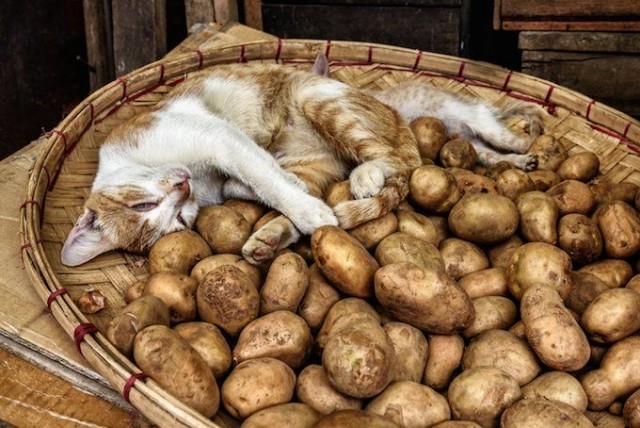 Про картошку