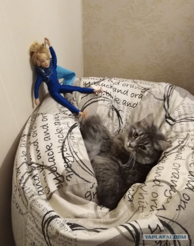 Котовторник 21.10.2025