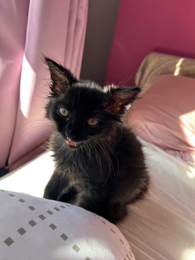 Котик с помойки