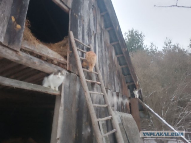 Жизнь домашнего приюта для котеек 564