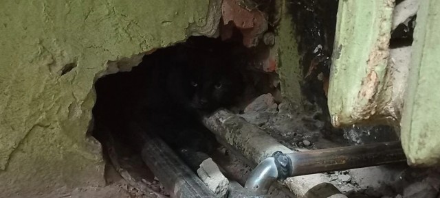 Котовторник