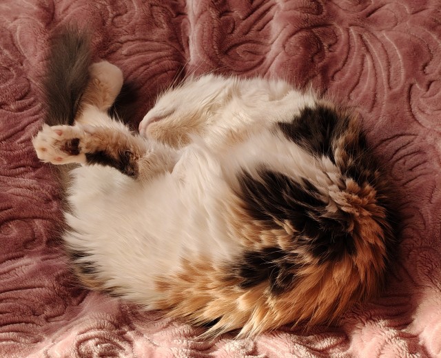 К котовторнику