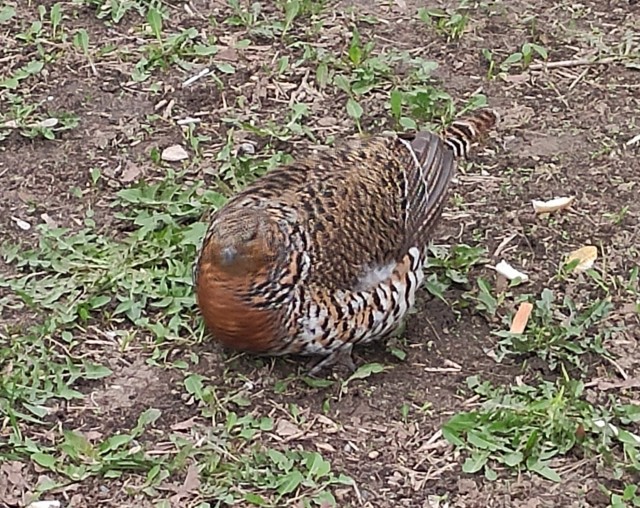 У нас сегодня охоту открыли