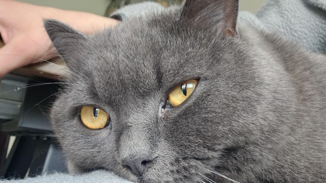 Приключения юного кота