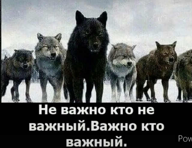 Про волков