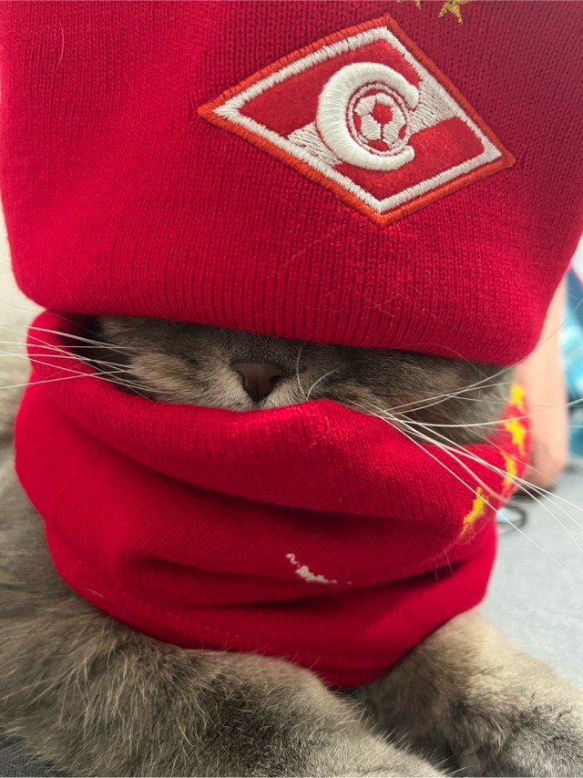 Спортивный котовторник.