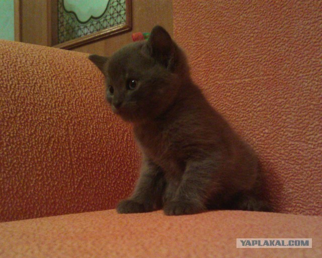 Коты и время