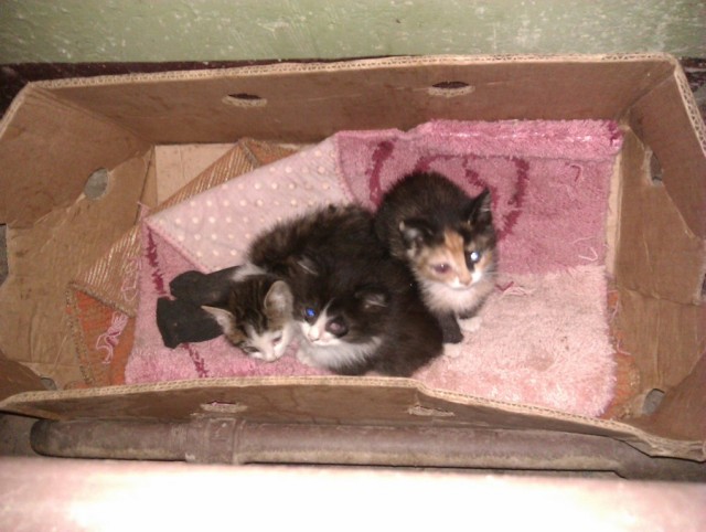 История одного "почти спасения".