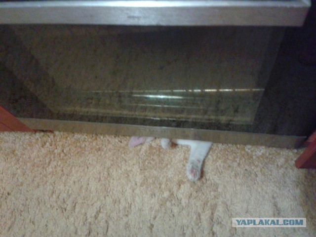 Котовторник 01.04.2014