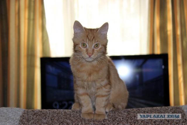 С Котовторником!