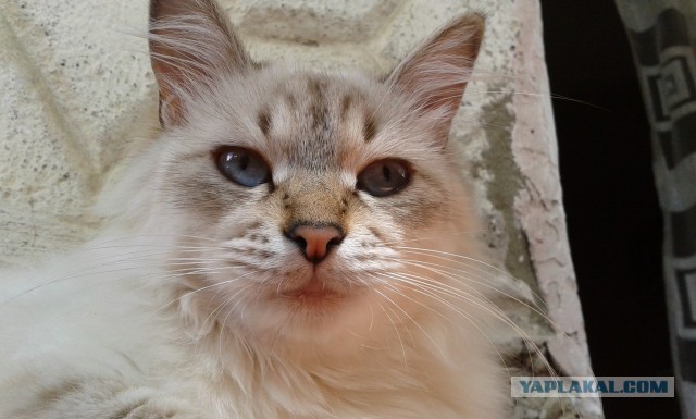 Котовторник 12.08.2014