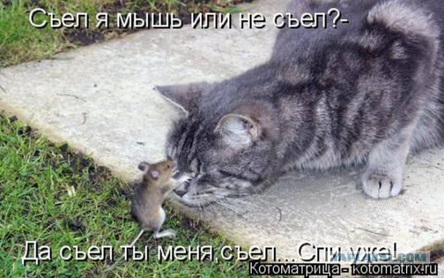 Кошка по имени Мышь
