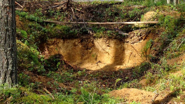 Черника 20.07.11