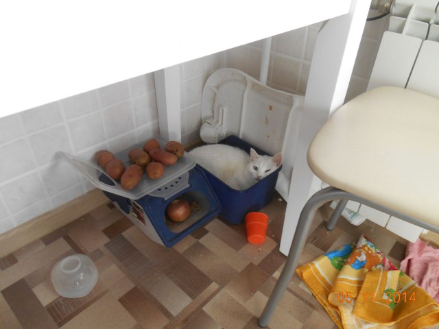 Котовторник 25.11.2014