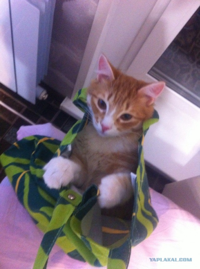 Почему кошки обожают коробки?