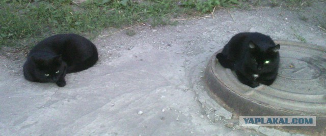 Котовторник 11.08.2015