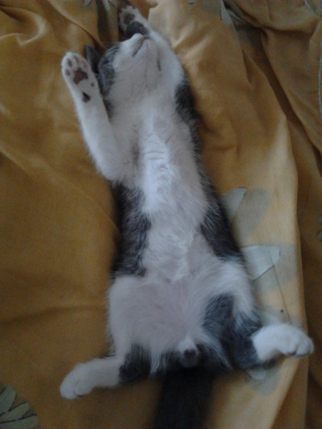 Котовторник