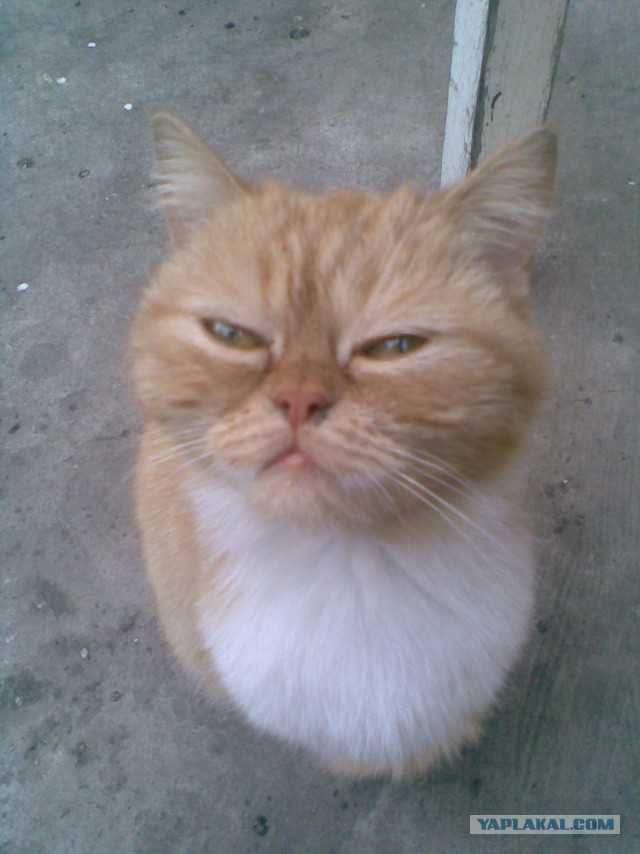 Котовторник 17.11.2015