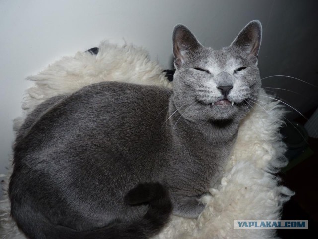 Котовторник