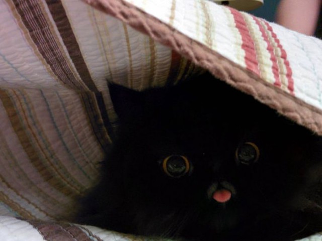 Просто картинки